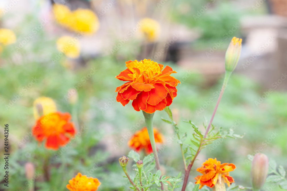 French marigold or calendula flower blossoming in the garden on blur nature background. French marigold or calendula flower blossoming in the garden on blur nature background.