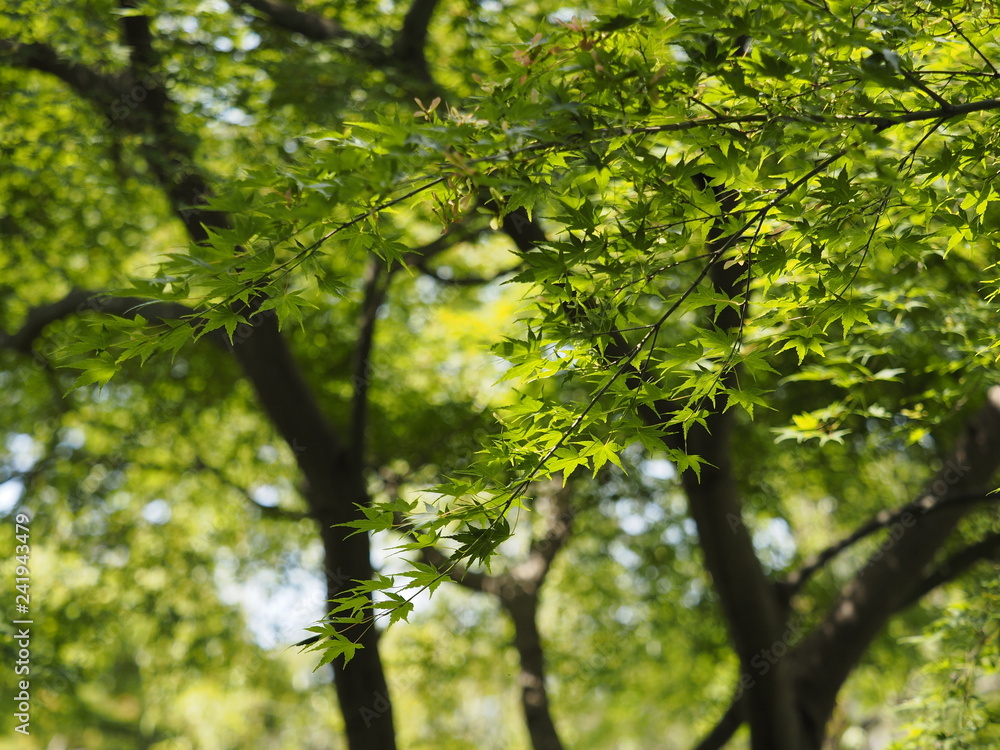 Fototapeta premium green maple leaves