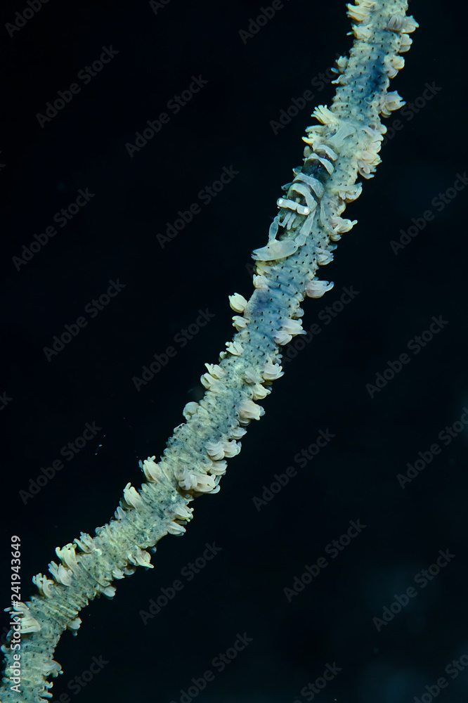 Fototapeta premium Whip Coral Shrimp