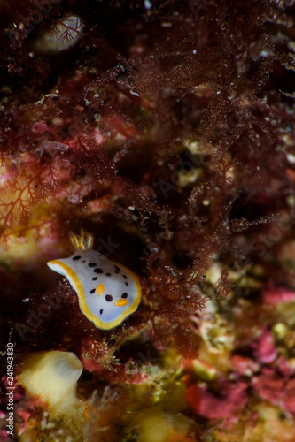 Nudibranch Seaslug with Rhinosphores lurking on Ocean Sea Floor of Izu  Japan