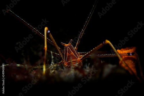 Ortmann's Spider Crab Lobster Posing Underwater photo