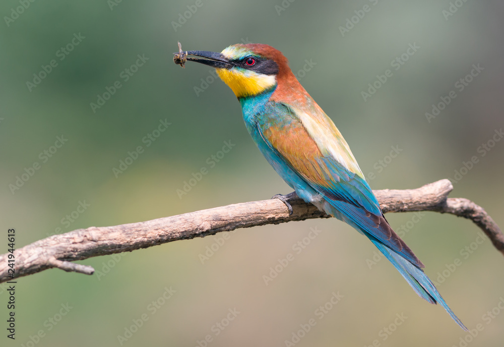 Naklejka European bee-eater with insect prey