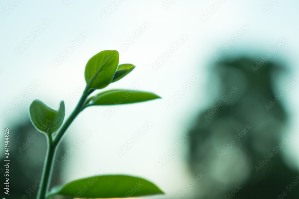 Obraz premium the leaf close-up, the tree growing, tree leaf close-up, nature background