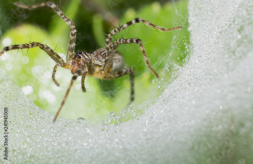 macro spider on web, macro insect, animal in wildlife, spider in wild