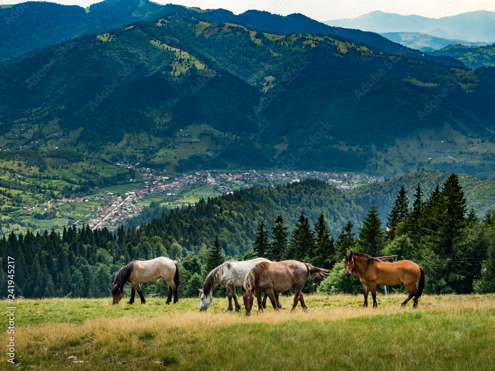 Wild landscape with horses in summer season into the mountains. Wild landscape with horses in summer season into the mountains