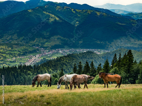 Wild landscape with horses in summer season into the mountains. Wild landscape with horses in summer season into the mountains © Dan Badiu