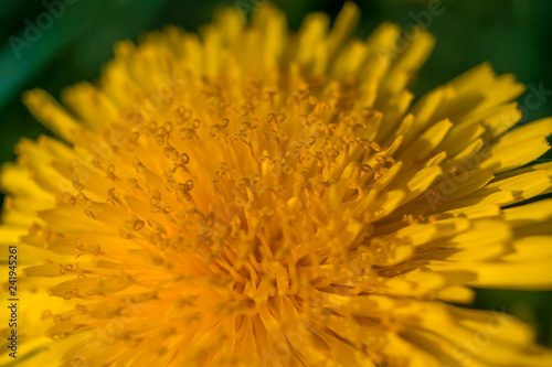 Young yellow dandelion closeup macro. Herbal plants concept