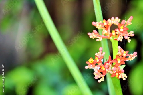 flower in the garden