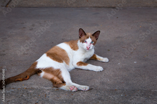 cat-White-brown cat Sleep, relax on the cement floor blue eyes looking. © kawee