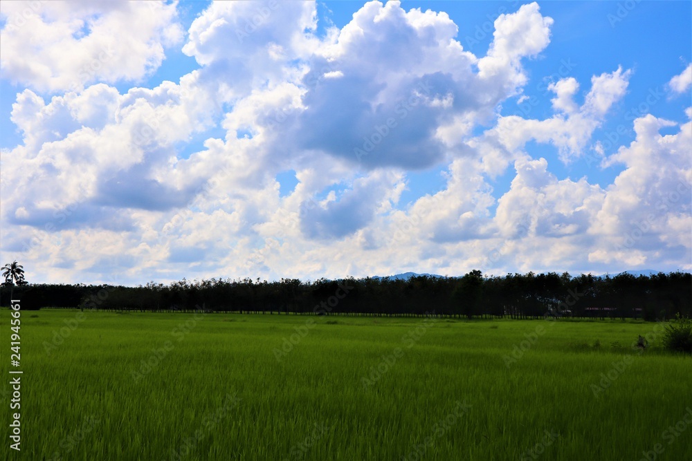 green field and blue sky