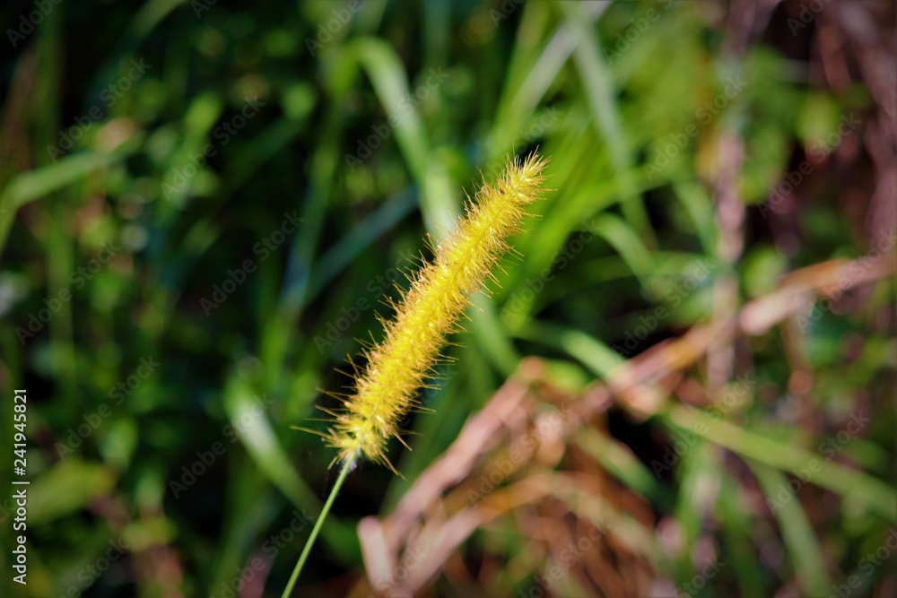 caterpillar on a blade of grass