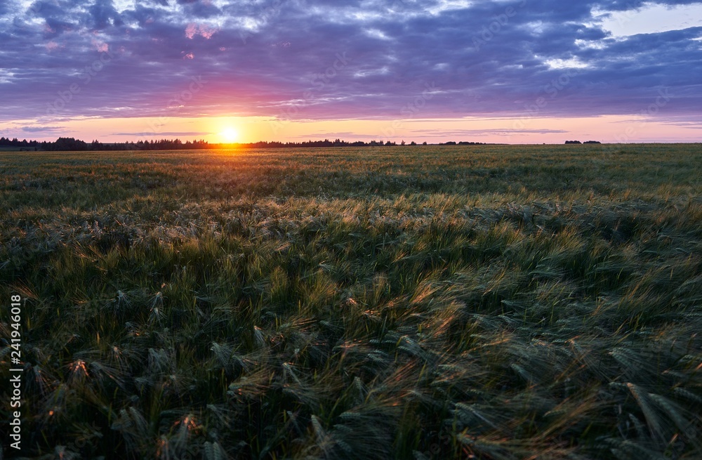 Obraz premium sunset over green field