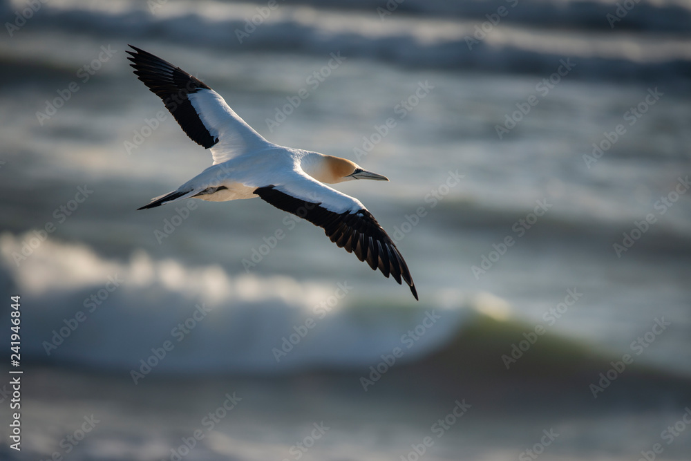 Fototapeta premium Gannet flying at Muriwai sunset
