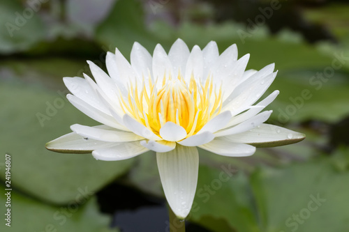Close-up lotus flower Beautiful lotus flower Blurred or blur soft focus