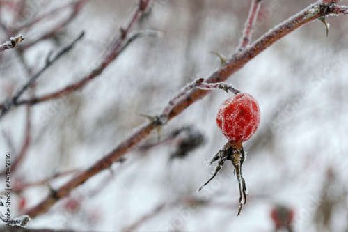 frozen dog rose close up