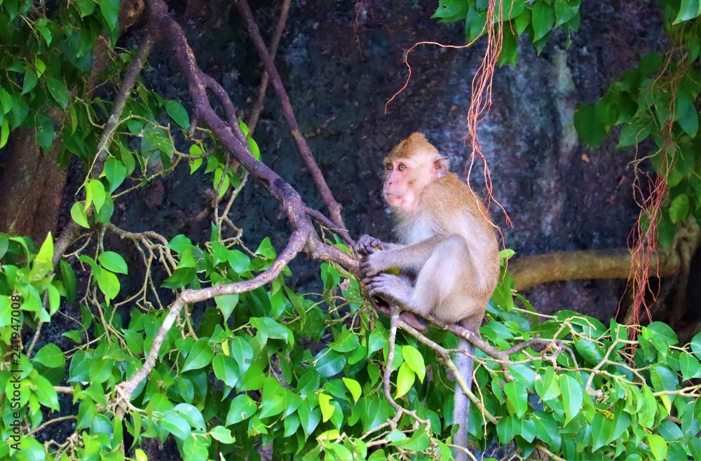 Fototapeta premium monkey