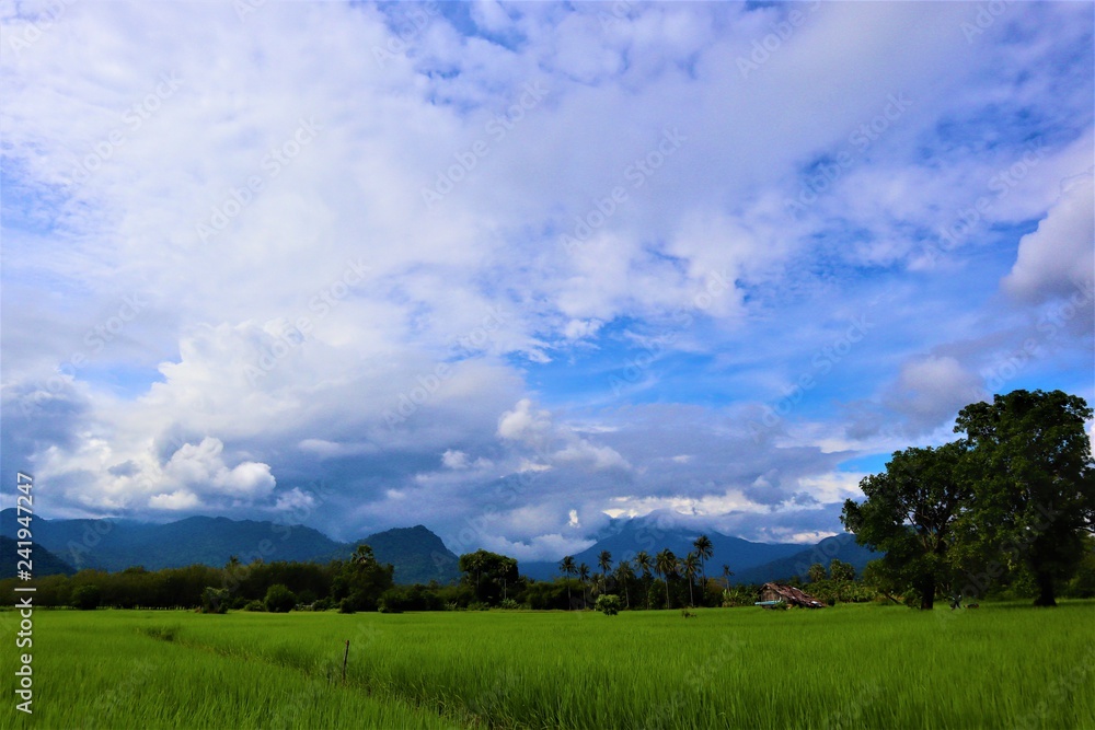 rice field and blue sky rice field and blue sky