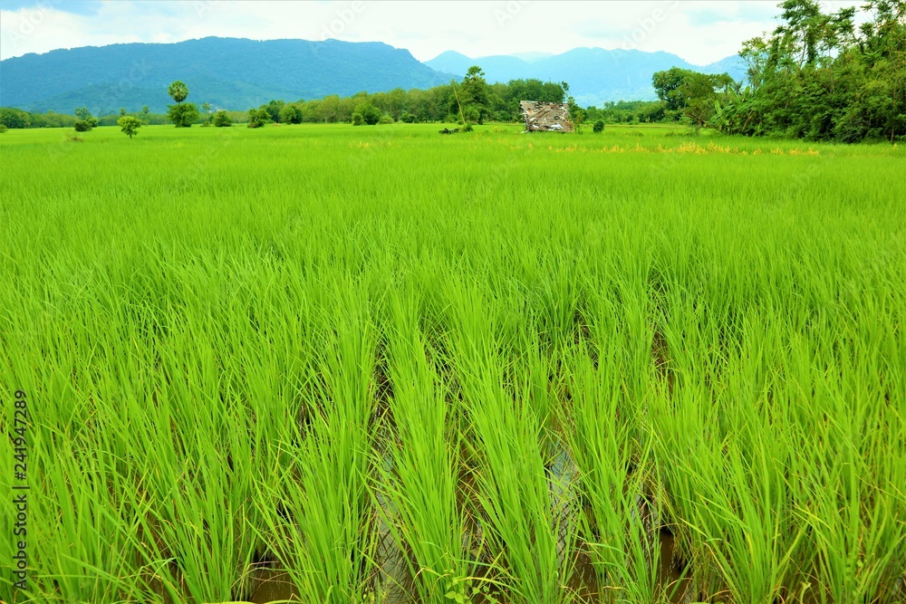 Fototapeta premium rice field