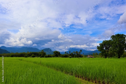 rice field and blue sky © Akarat