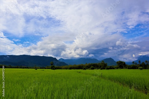 green field and blue sky