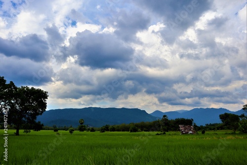 rice  field and blue sky © Akarat