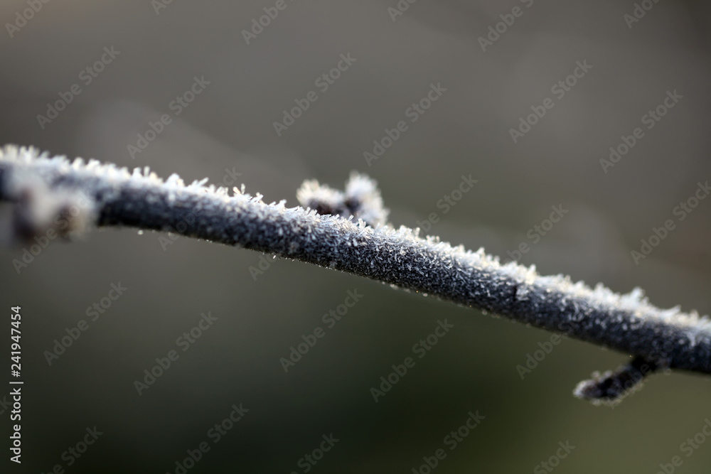 Naklejka premium Closeup big flakes of snow on branch. Selective focus of Snowflake on tree during winter, shallow depth of field