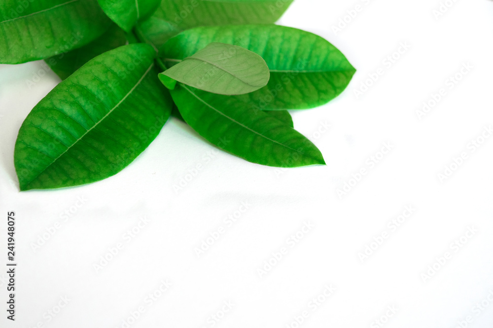 Green leaf on white background. Green leaf on white background.
