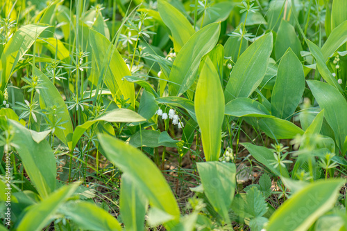 Lilies of the valley in the forest