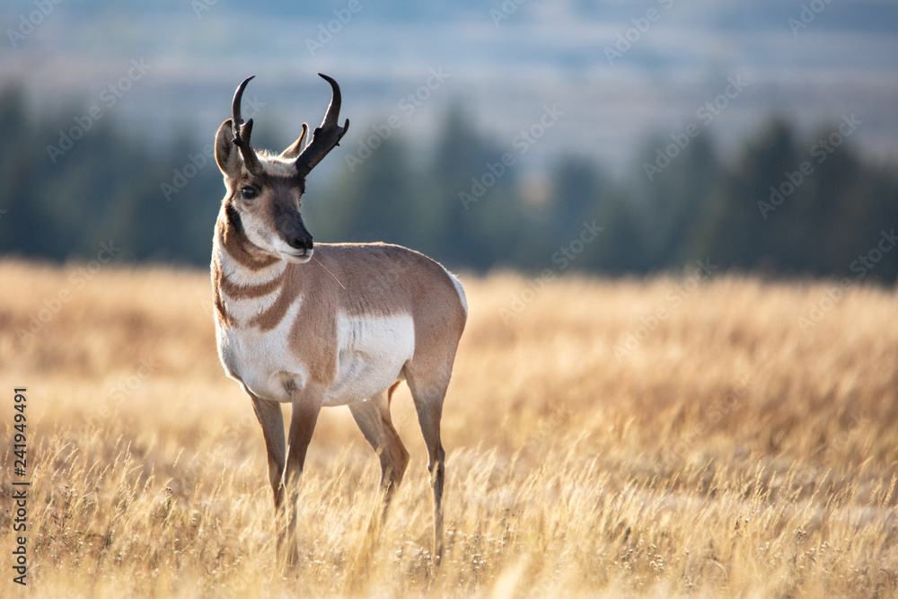 Fotografie Pronghorn in grass