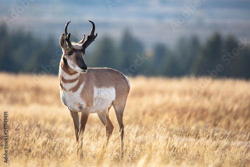 Pronghorn in grass photo