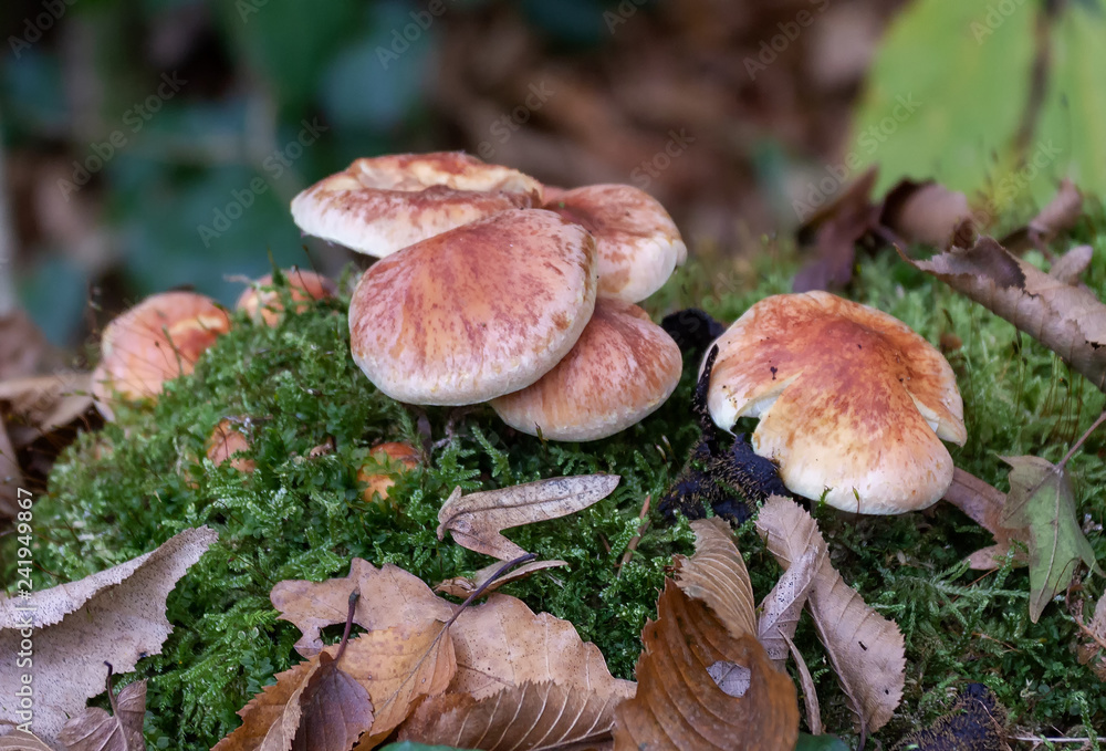 MUSHROOMS ARE SAPROPHYTES DAMAGING THE WOOD OF THE FOREST AND CREATING A HABITAT IN NATURE. MUSHROOMS ARE SAPROPHYTES DAMAGING THE WOOD OF THE FOREST AND CREATING A HABITAT IN NATURE.