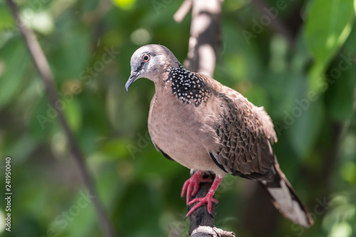 Bird (Dove, Pigeon or Disambiguation) in a nature