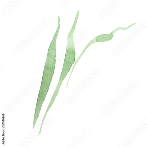 Green iris leaves. Floral botanical flower. Watercolor background illustration set. Isolated leaf illustration element.