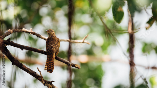 Bird (Plaintive Cuckoo) in a nature wild photo