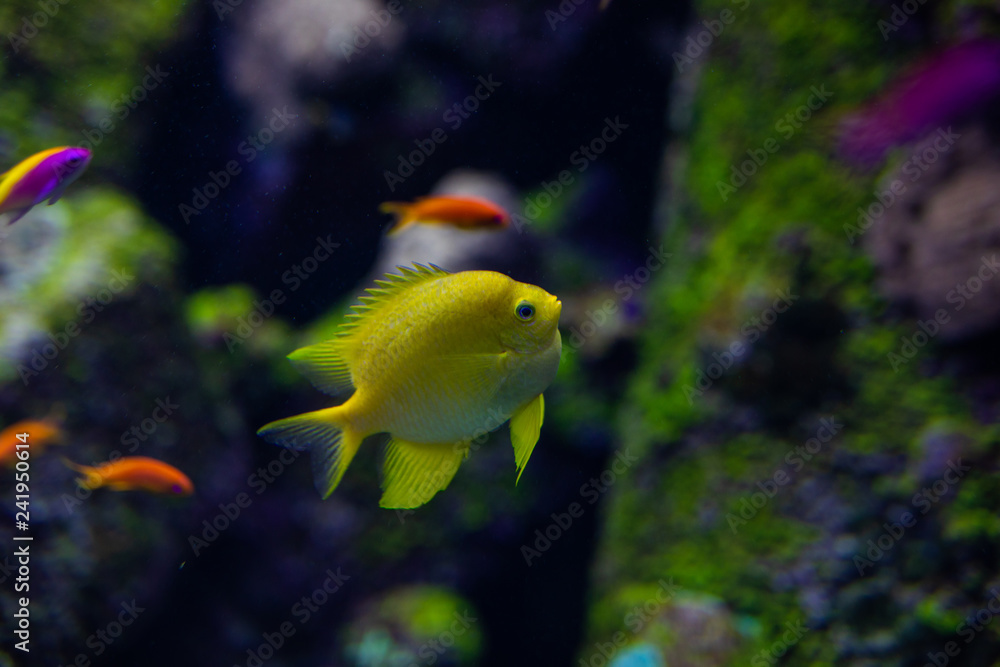 Fish color surgeon reflection floating in the aquarium Fish color surgeon reflection floating in the aquarium