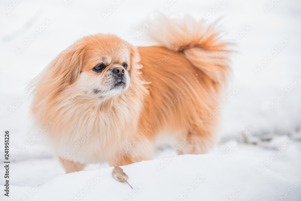 Nice golden dog of tibetan spaniel breed, metis. Life of pets, cute dog on a walk Nice golden dog of tibetan spaniel breed, metis. Life of pets, cute dog on a walk