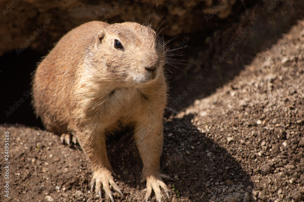 Cynomys prairie dog Cynomys prairie dog