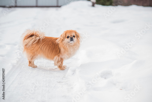 фотографія Nice golden dog of tibetan spaniel breed, metis