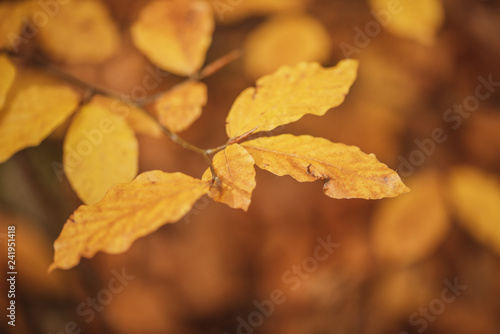 A tree branch with autumn leaves on a blurred background.