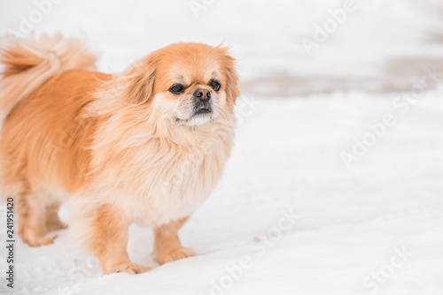 Fotografija Nice golden dog of tibetan spaniel breed, metis