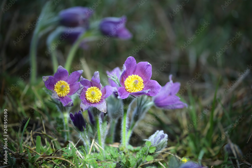 Anémones Pulsatilles