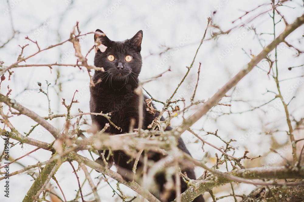 Black cat stuck on a tree, Problem and trouble situation with pets concept 