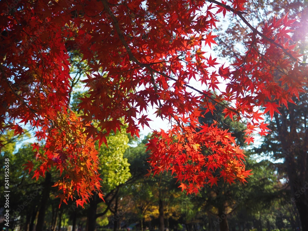 the autumn leaves in Japan the autumn leaves in Japan