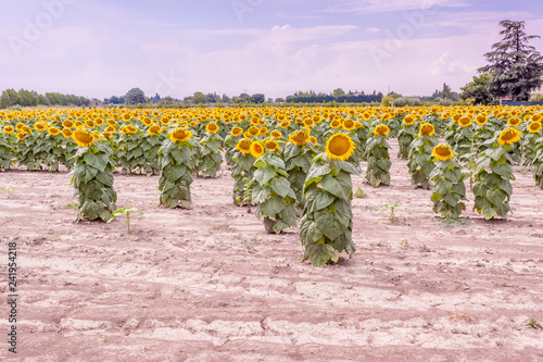 Fototapeta Naklejka Na Ścianę i Meble -  champ de tournesol