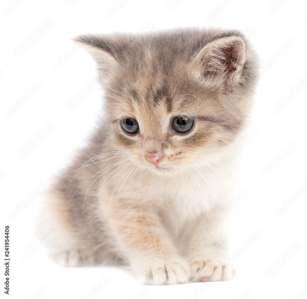 Portrait of a kitten on a white background