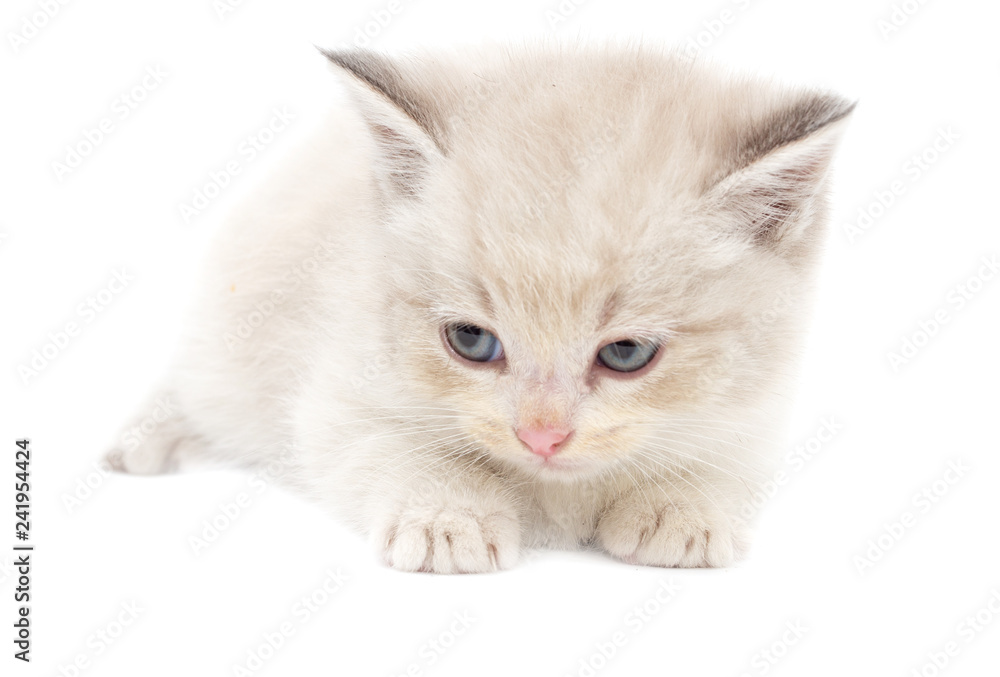 Portrait of a kitten on a white background