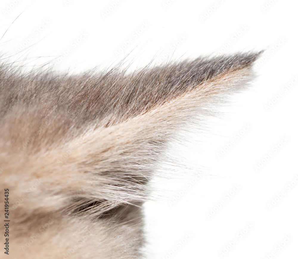 Little kitten's ear isolated on white background Little kitten's ear isolated on white background