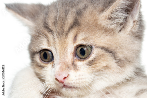 Portrait of a kitten on a white background