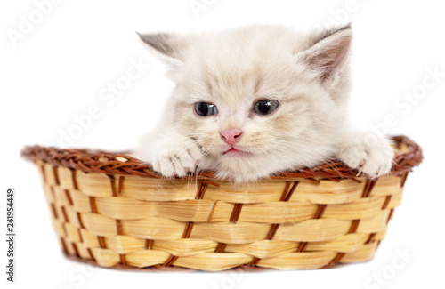 Kitten in a basket on a white background © schankz