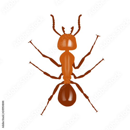 Red ant. Vector illustration on white background